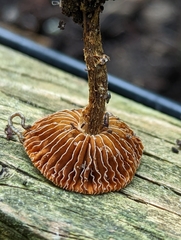 Pholiotina rugosa
