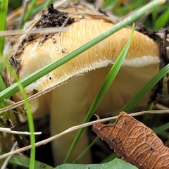 Pseudosperma sororium