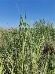 Arundo donax