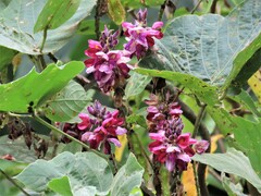 Pueraria montana