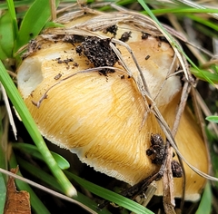 Pseudosperma sororium