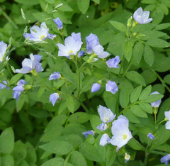 Polemonium pulcherrimum delicatum