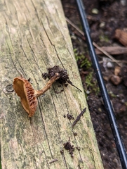 Pholiotina rugosa