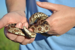 Lampropeltis calligaster