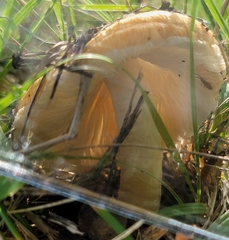 Pseudosperma sororium