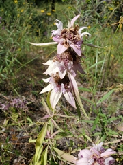 Monarda humilis