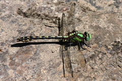 Ophiogomphus carolus