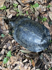 Trachemys scripta