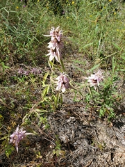 Monarda humilis