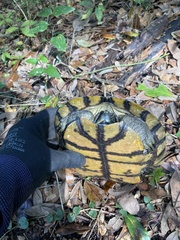 Trachemys scripta