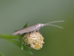 Coleophoridae