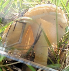 Pseudosperma sororium