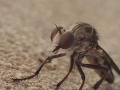 Heteropogon macerinus