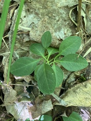 Polygaloides paucifolia