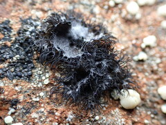 Umbilicaria cylindrica