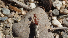 Pogonomyrmex
