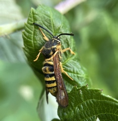 Pennisetia marginatum