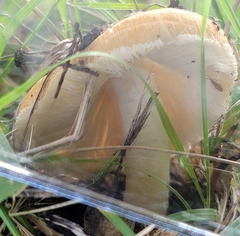 Pseudosperma sororium