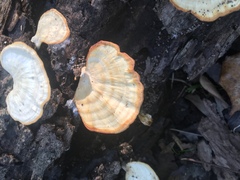 Microporellus