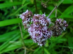 Origanum vulgare