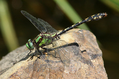 Ophiogomphus carolus