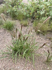 Chloris virgata