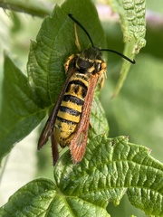 Pennisetia marginatum