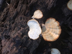 Microporellus