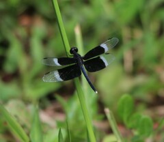 Neurothemis tullia