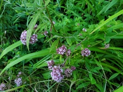 Origanum vulgare