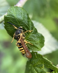 Pennisetia marginatum