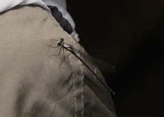 Austroargiolestes aureus