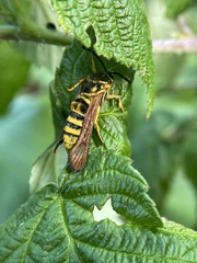 Pennisetia marginatum