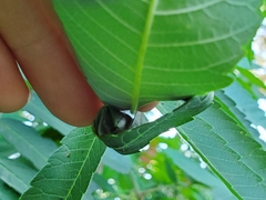 Synolabus nigripes