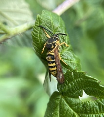 Pennisetia marginatum