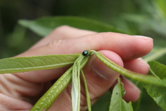 Plagiodera versicolora