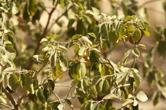Petalostigma pubescens