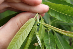 Plagiodera versicolora