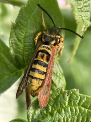 Pennisetia marginatum