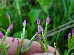 Centaurium pulchellum