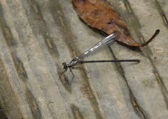 Austroargiolestes aureus