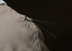 Austroargiolestes aureus