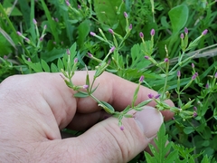 Centaurium pulchellum