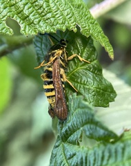 Pennisetia marginatum