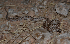 Arizona elegans elegans
