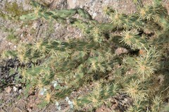 Cylindropuntia acanthocarpa