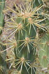 Cylindropuntia acanthocarpa