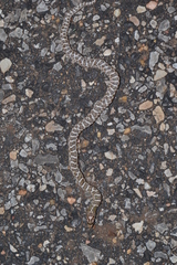 Arizona elegans elegans