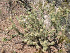 Cylindropuntia acanthocarpa