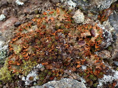 Solorina crocea